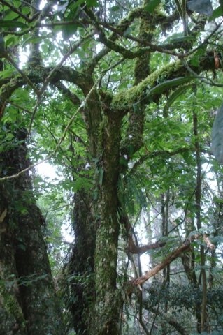 Life on the branches